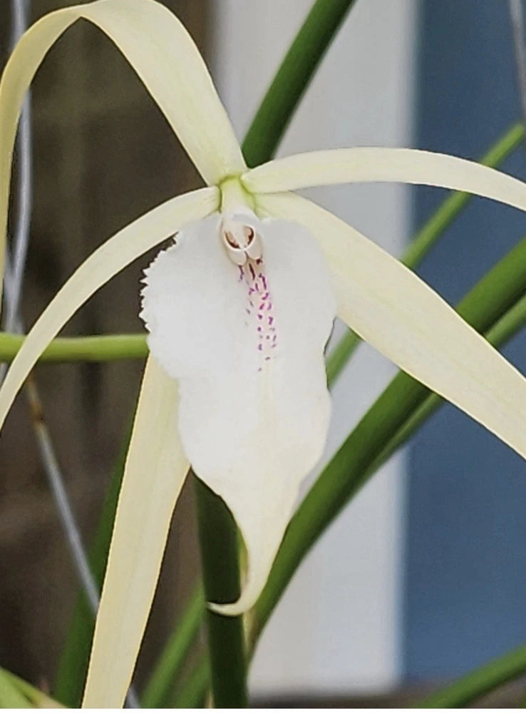 White orchid flower with long cream petals and pink-speckled throat