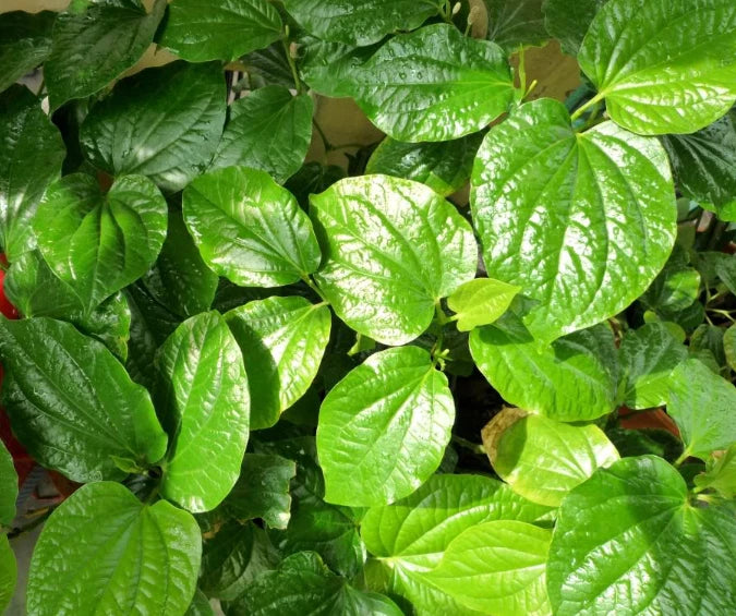 Set 5 Piper Lalot Lolot Plants 8-12 Inch Tall - Piper Sarmentosum - Bareroots Green Plant