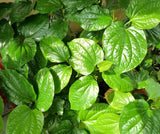 Set 5 Piper Lalot Lolot Plants 8-12 Inch Tall - Piper Sarmentosum - Bareroots Green Plant