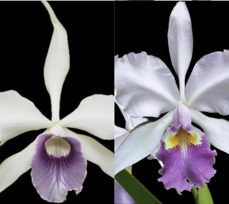 White orchid flower with purple-lavender center lip and yellow throat details