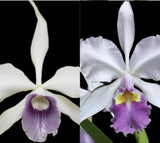 L. Purpurata V Werkhauseri ÔKathleenÕ AM X C warscewiczii V Coerulea ÔItungoÕ AM Orchids