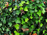 Live ENGLISH IVY Plant / HEDERA Helix - [Bare Roots/Pint Pot] - Groundcover Green Plant
