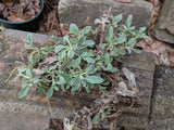 Lambs Ears Live Bareroot Plants Square Foot Perennial Sturdy Lots of Plants Flowering Plants