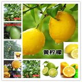 25pc LEMON LIME SEEDS Garden Plant Flower rare exotic USA seller FREE shipping Garden Plants