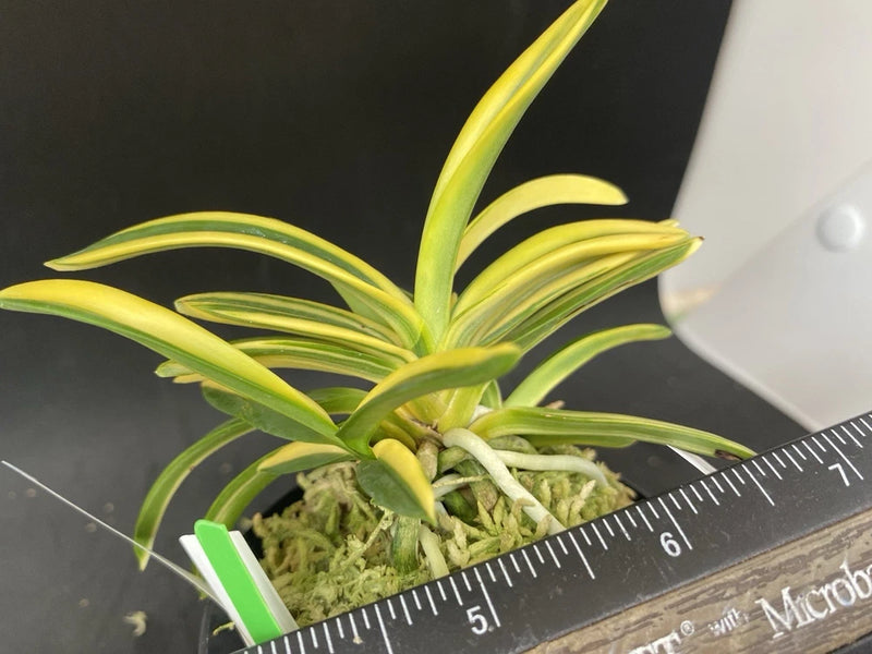 (BIN)Neofinetia falcata(japaneseorchids)stripe/YOUKIHIME ___ Orchids