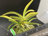 (BIN)Neofinetia falcata(japaneseorchids)stripe/YOUKIHIME ___ Orchids
