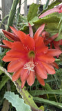 Orange epiphyllum cutting Orchids