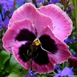 NEW! 35+ PANSY MAMMOTH PINK BERRY / SELF-SEEDING ANNUAL Flowering Plants