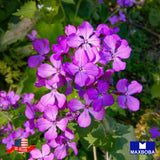 50 Lunaria Seeds - Money Plant biennis Non-GMO Garden Garden Plants