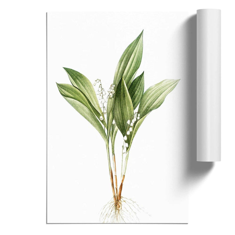 Lily Of The Valley Flowers Pierre-Joseph Redoute Unframed Wall Art Poster Print Lily