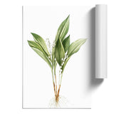 Lily Of The Valley Flowers Pierre-Joseph Redoute Unframed Wall Art Poster Print Lily