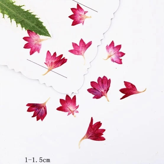 Dried Pressed Flowers,Red cornflower chrysanthemum petals,dry flower 12PCS Dried Flower