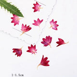 Dried Pressed Flowers,Red cornflower chrysanthemum petals,dry flower 12PCS Dried Flower