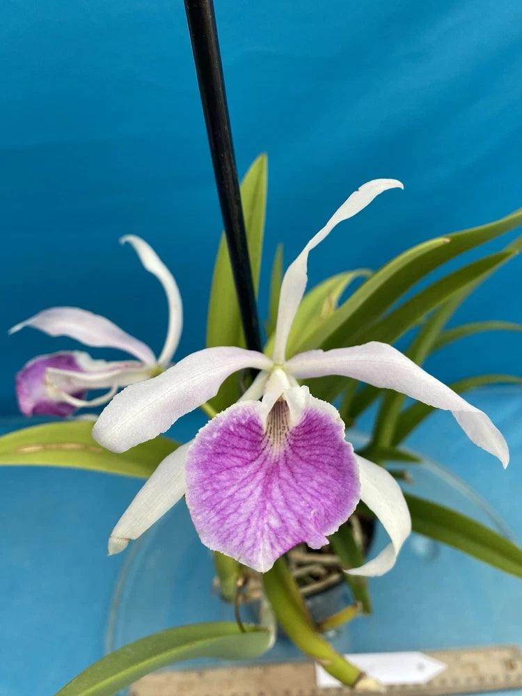 Purple and white orchid flower in small pot with green leaves