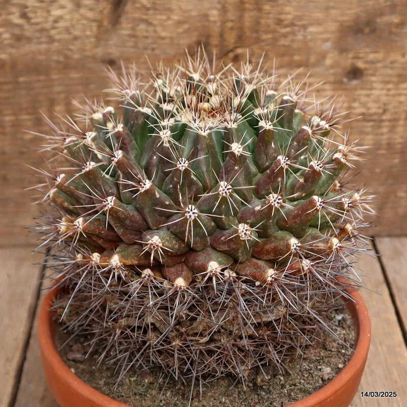Green cactus in terracotta pot with dense spines and small rounded stems