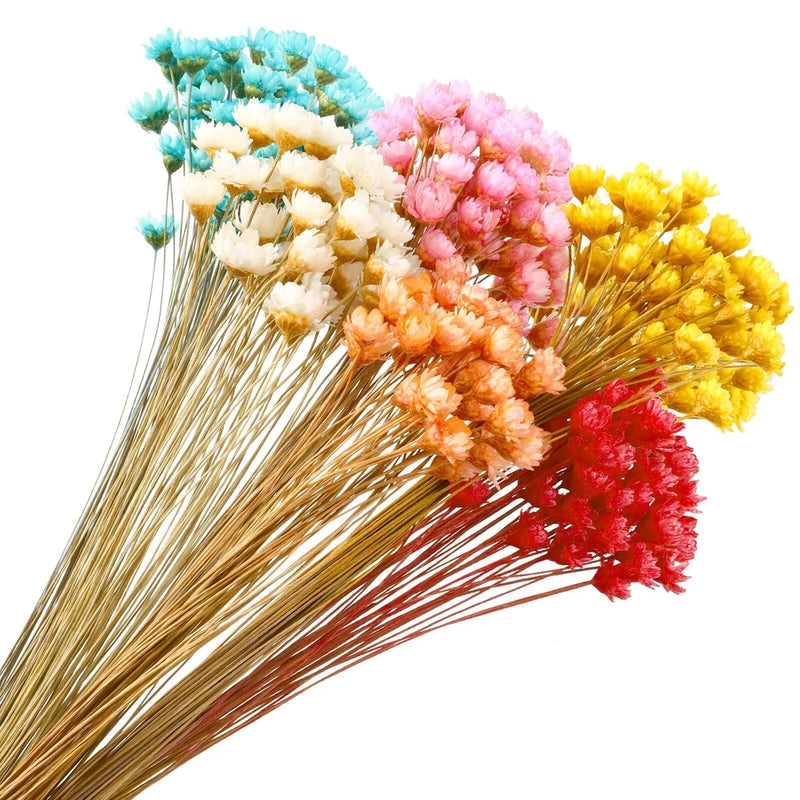 300 Stems Dried Flowers Brazilian Small Star Daisy Decorative Dried Flowers C... Dried Flower