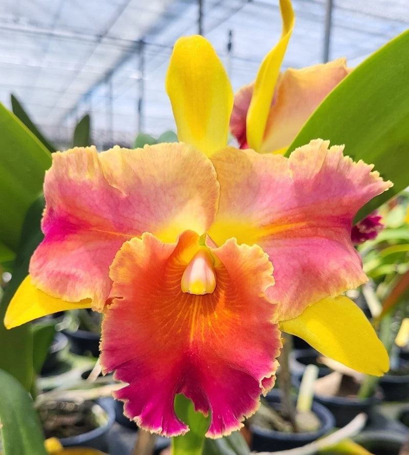 Blooming cattleya orchid with pink-orange petals and yellow accents, close-up