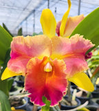 Rlc Amazing Thailand '#1'  blooming size cattleya orchid hybrid. Large Blooms Orchids