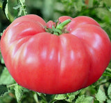 PINK BRANDYWINE TOMATO SEEDS 50+ INDETERMINATE vegetable GARDEN FREE SHIPPING Garden Plants