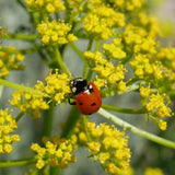 Lomatium Seeds (Lomatium dissectum) ~Traditional Herb Native Pollinator Garden Garden Plants