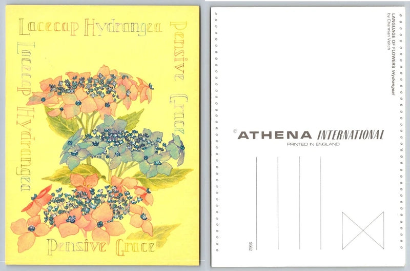 Athena International Lacecap Hydrangea Floral Postcard by Charmian Velich Hydrangea