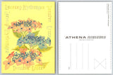 Athena International Lacecap Hydrangea Floral Postcard by Charmian Velich Hydrangea