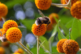 10 ORANGE BALL TREE / GOLDEN BUTTERFLY BUSH Buddleja Globosa Shrub Flower Seeds Flowering Plants