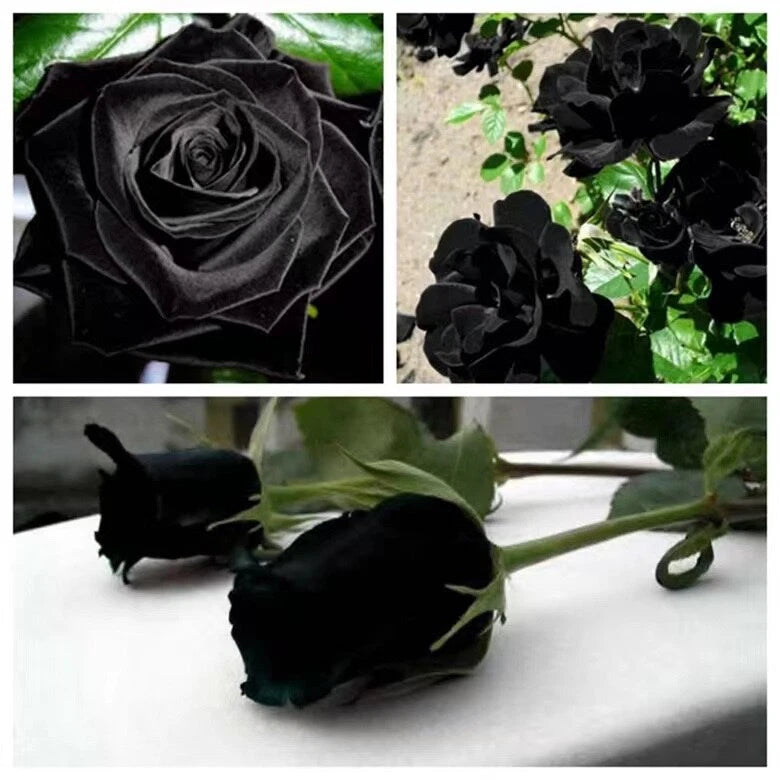 20 SEEDS for Black RARE style dark Rose flower bud bush exotic plant USA Seller Flowering Plants