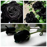 20 SEEDS for Black RARE style dark Rose flower bud bush exotic plant USA Seller Flowering Plants