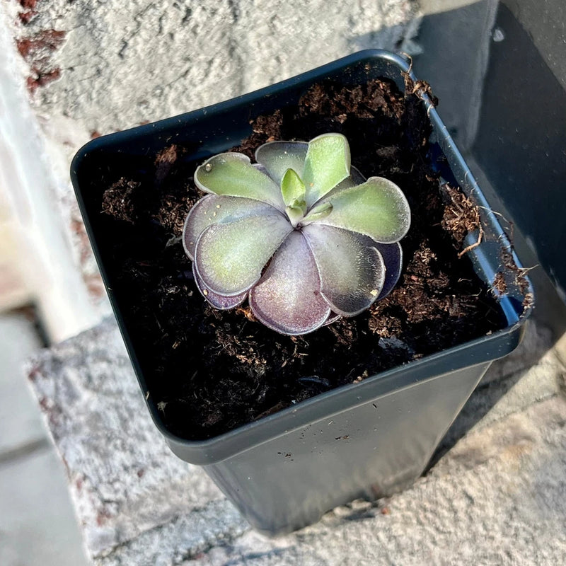Live butterwort plant in pot with violet-toned rosette leaves