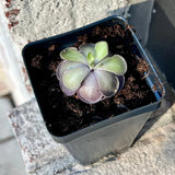 Live Pinguicula cyclosecta Ð Rare Violet-Toned Mexican Butterwort Orchids