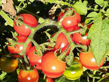 50+ Traverse City Cherry Tomatoes | MICHIGAN-GROWN! | Non-GMO | Organic Flowering Plants