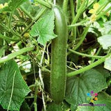 25+ Green Finger Cucumber Seeds for Garden Planting - USA - FREE SHIPPING! Garden Plants