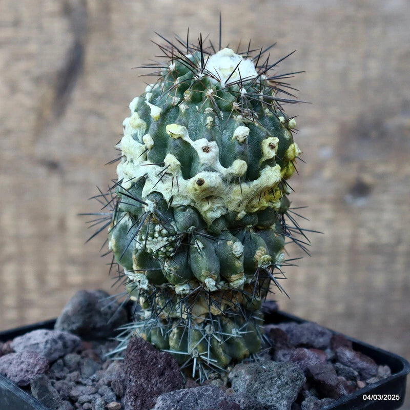 D3426 COPIAPOA MOLLICULA pot10-H11-W6 cm MaMa Cactus Green Plant