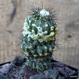 D3426 COPIAPOA MOLLICULA pot10-H11-W6 cm MaMa Cactus Green Plant