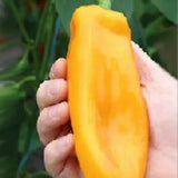 25+ Seeds Big Daddy  sweet pepper easy grow planting garden  food Garden Plants