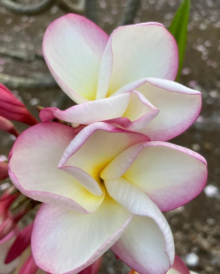 Plumeria flower with pale pink white petals and yellow center