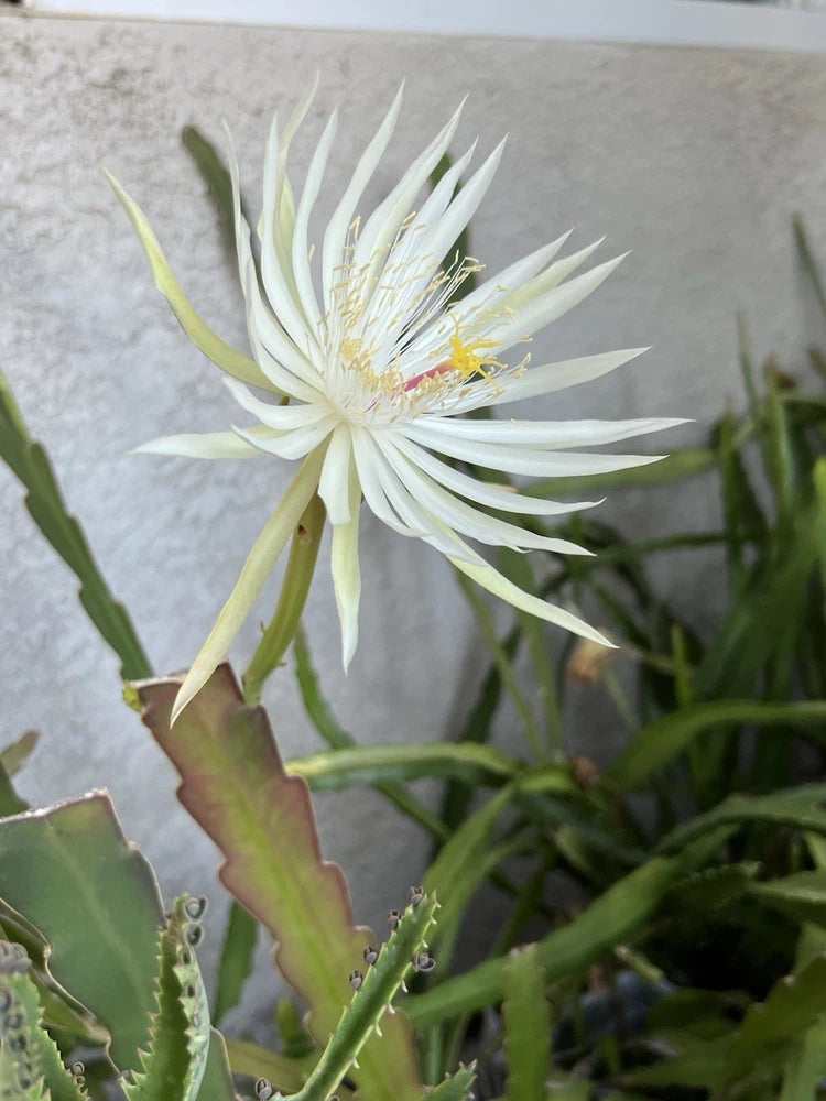 Live Epiphyllum orchid cactus cutting with white star bloom and green segmented stems