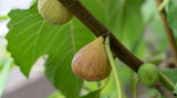 100+ Atreano Fig Seeds for Garden Planting - USA - FREE SHIPPING! Garden Plants