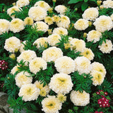 25+ Kilimanjaro White Marigold Seeds for Garden Planting - USA - FREE SHIPPING! Garden Plants
