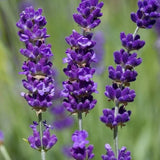 100 Lavender Vera Seeds / Perennial / NON-GMO/True English Fragrant/Free Ship Flowering Plants