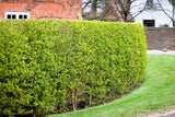 35 EUROPEAN PRIVET HEDGE Common Wild Ligustrum Vulgare Flower Shrub Seeds Flowering Plants