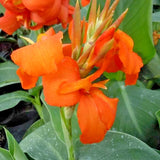 $6.50 Garden Plants