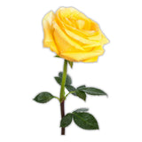 Yellow Rose Flower Sticker Decal Roses
