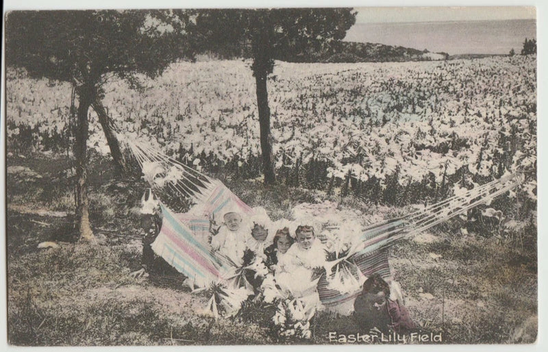 Easter Lily Field flowers children Postcard c1907 Lily