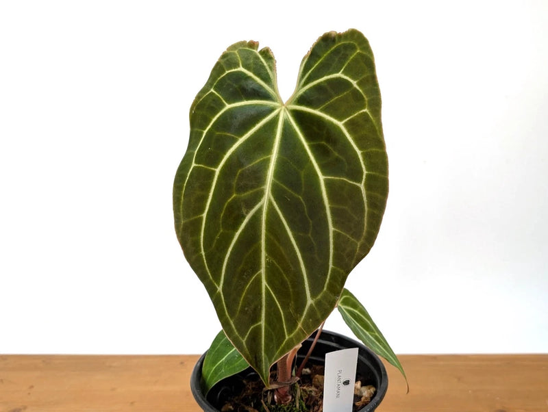 Crystal Sky anthurium plant with large dark green heart leaves in a small pot