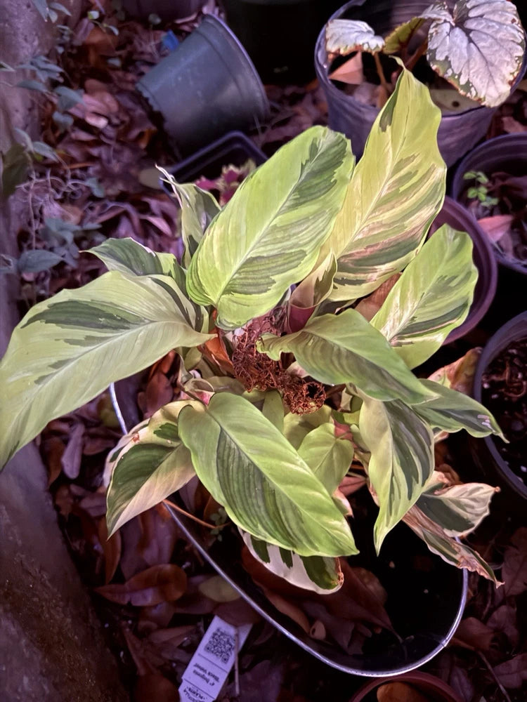 Variegated calathea plant with yellow-green curled leaves in a pot