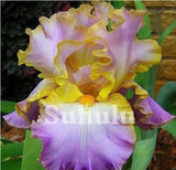 20 SEEDS for Violet/Yellow IRIS rare flower exotic bloom garden plant USA Seller Garden Plants