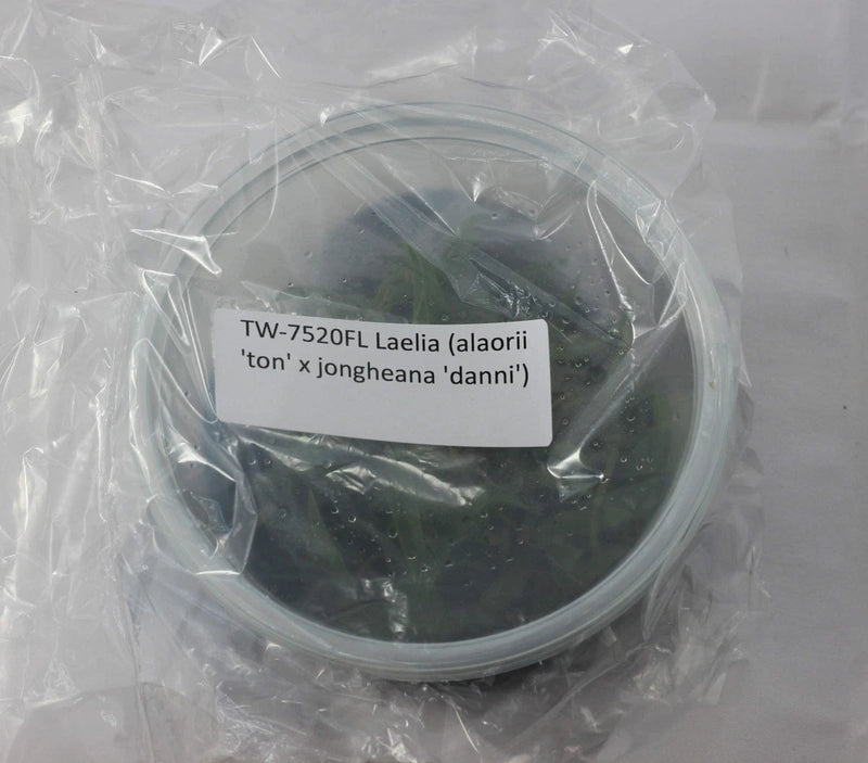 Orchid culture flask with dark green plants in clear plastic bag, labeled