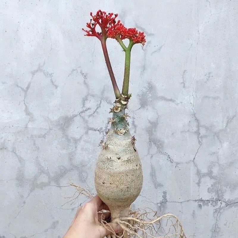 Small succulent caudex plant with red branching stems and textured beige base